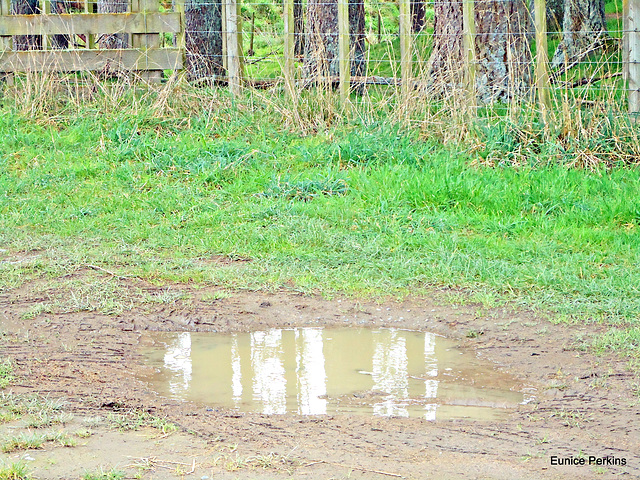 Reflection in puddle