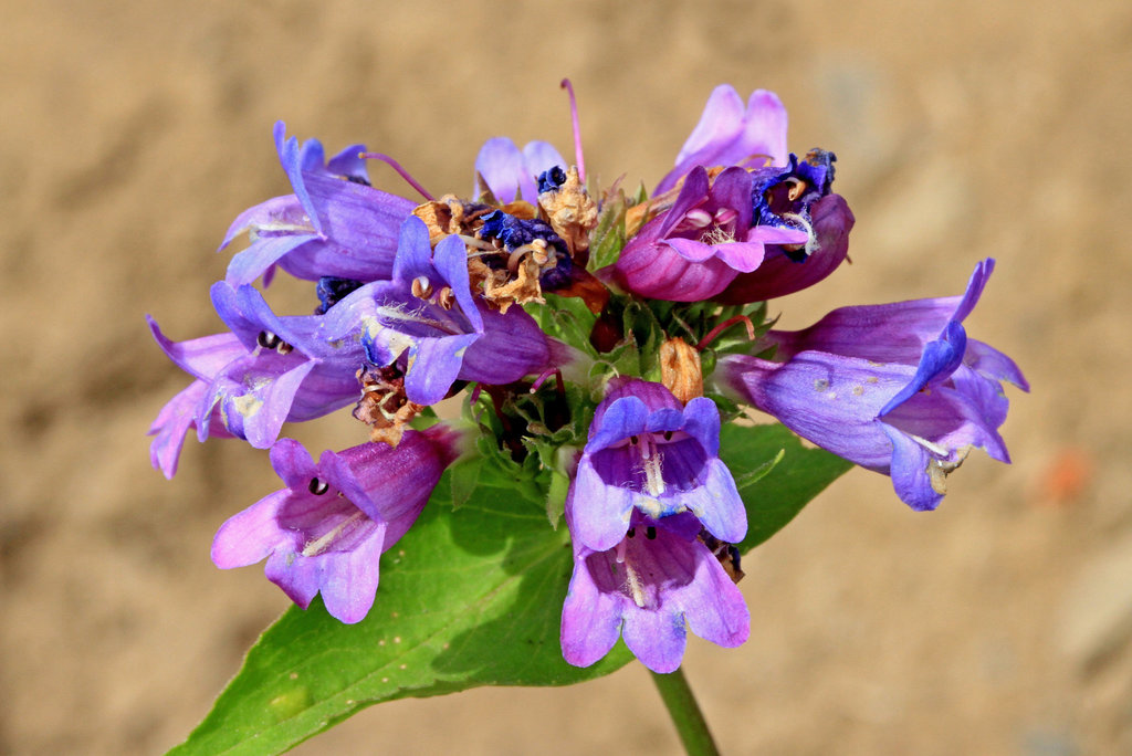 Cascades Penstemon