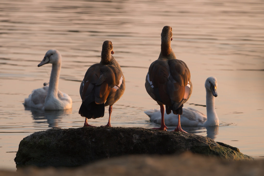 Schwäne und Gänse DSC02398.jpg