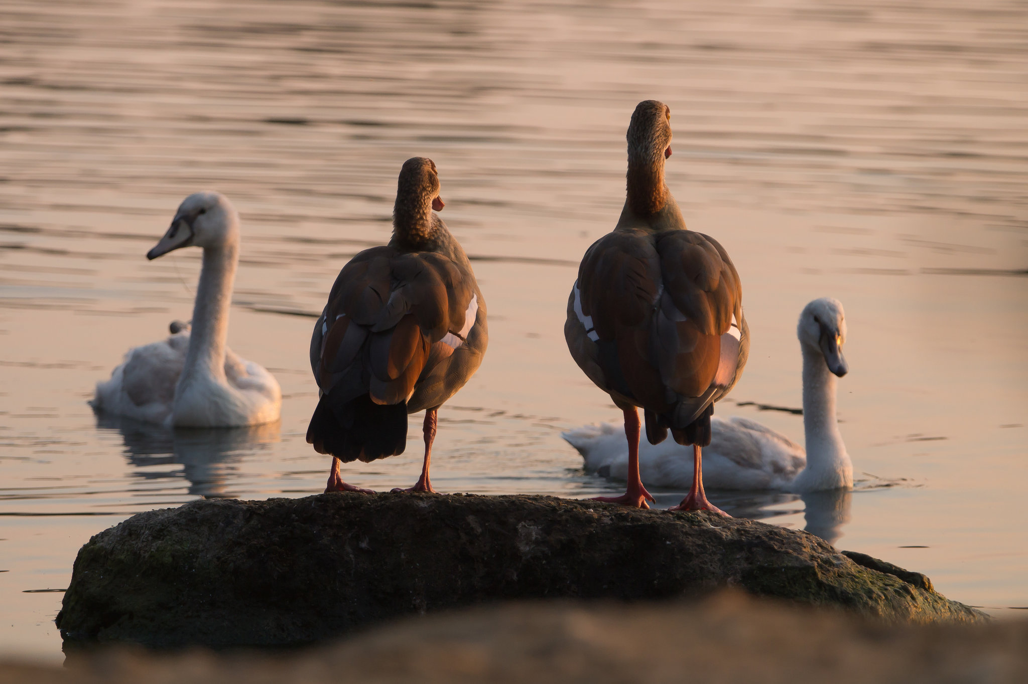 Schwäne und Gänse DSC02398.jpg