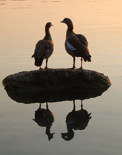 Gänse DSC02405.jpg