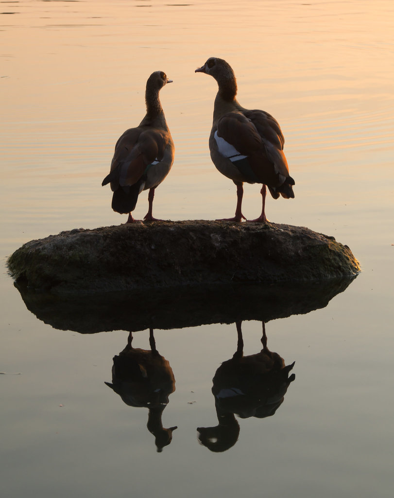 Gänse DSC02405.jpg