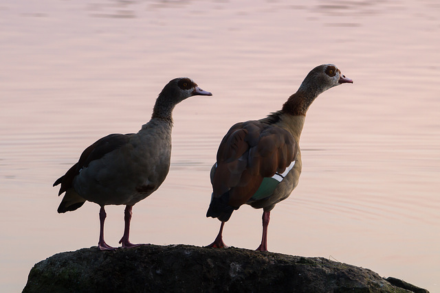 Gänse DSC02439.jpg