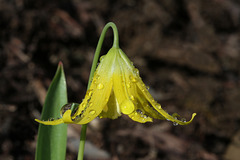 Glacier Lily