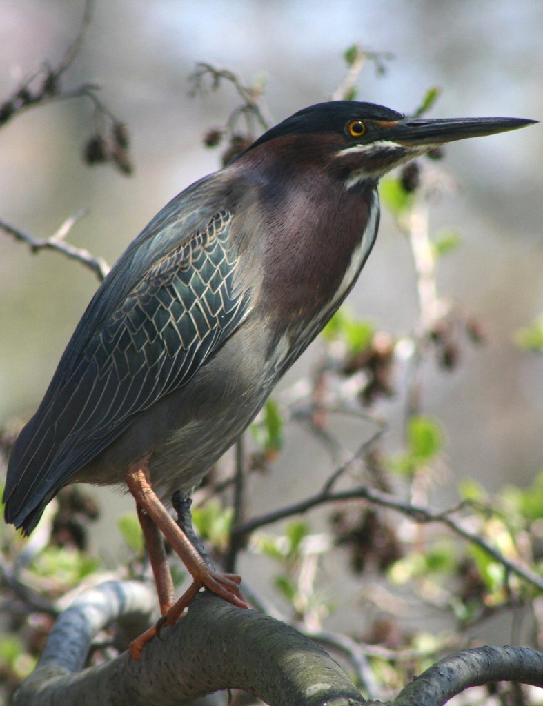 Green Heron