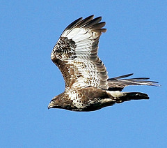 Bussard