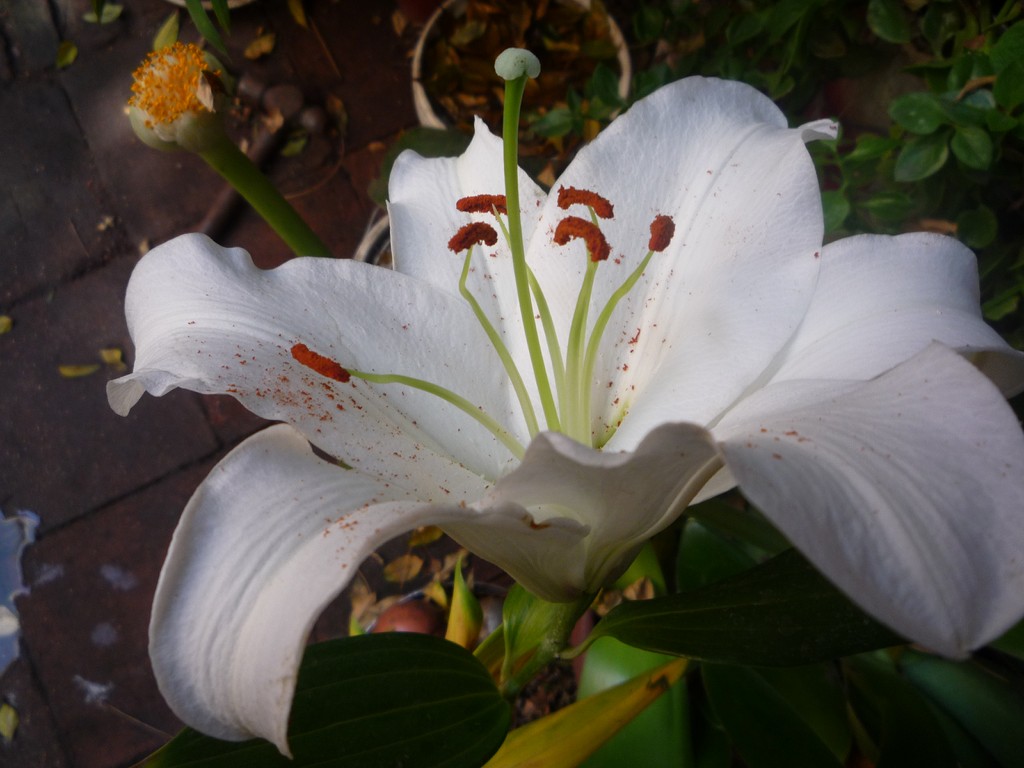 Lilium blanco