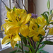 Liliums amarillos