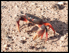 Traverse de crabe / Cruce de cangrejo / Crab crossing.