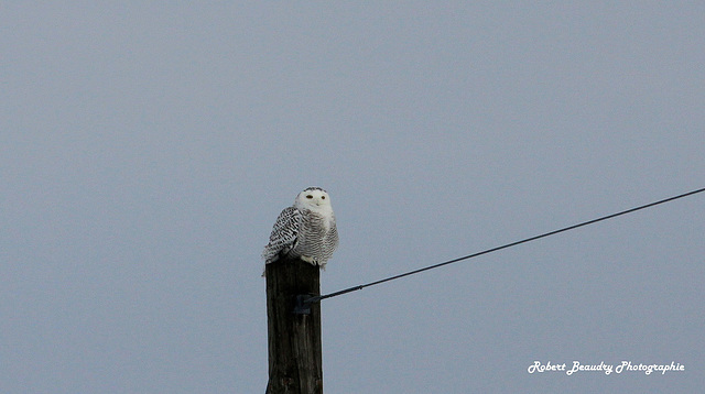 Harfang des neiges