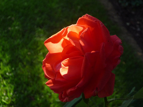 Rosa roja iluminada