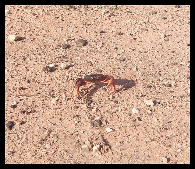 Traverse de crabe / Cruce de cangrejo / Crab crossing.