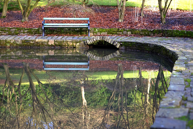 Pond reflection