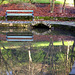 Pond reflection