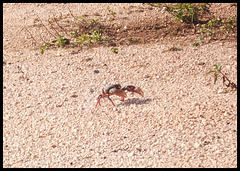 Traverse de crabe / Cruce de cangrejo / Crab crossing.