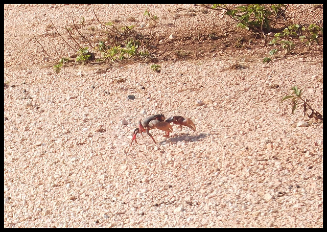 Traverse de crabe / Cruce de cangrejo / Crab crossing.