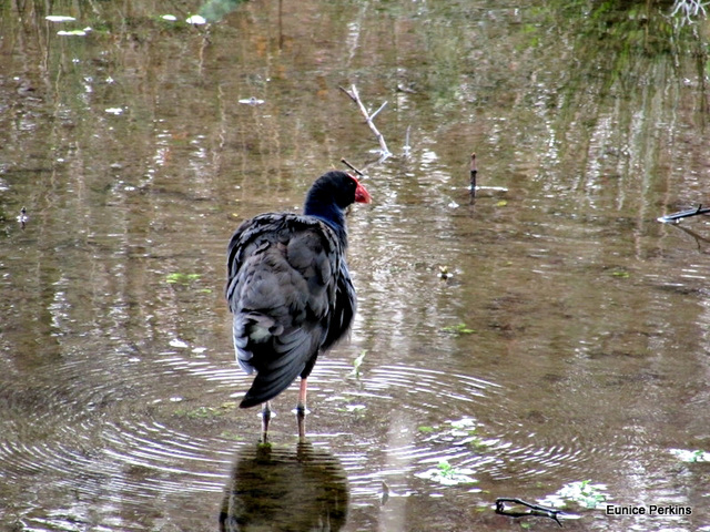 Pukeko