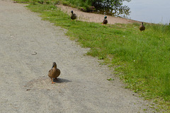 Gang of Ducks