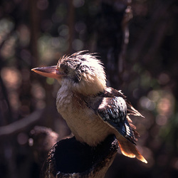 Kookaburra