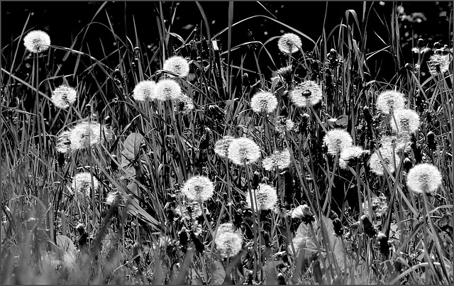 Dandelions...