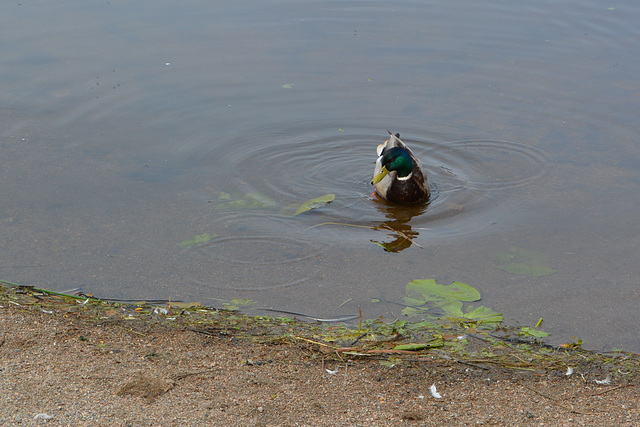 Swimmin'