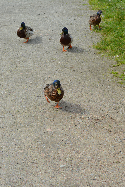Gang of Ducks