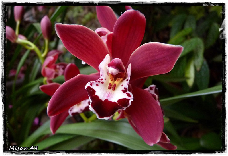 MON JARDIN