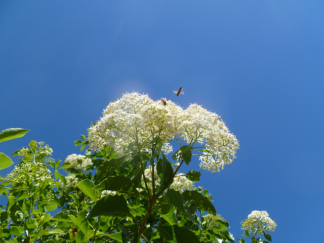 bees humming in the holly laurel