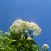 bees humming in the holly laurel