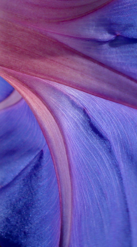 Morning Glory detail_2