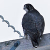 Dark Phase Gyrfalcon