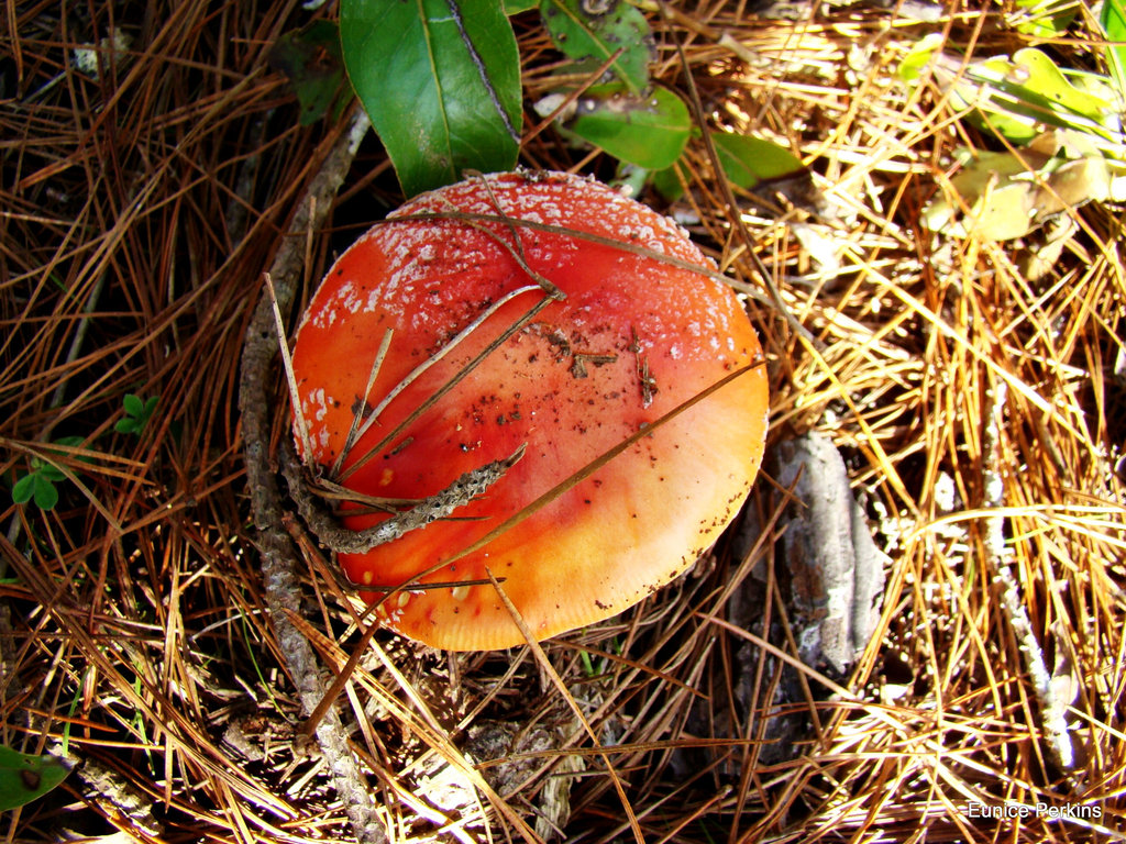 Mushroom in pine needles