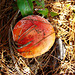 Mushroom in pine needles