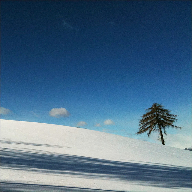 The lonely tree.