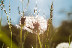 Pusteblume DSC00513