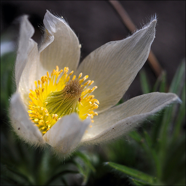 Pasque Flower 01