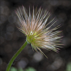 Pasque Flower 03 [Seedhead]