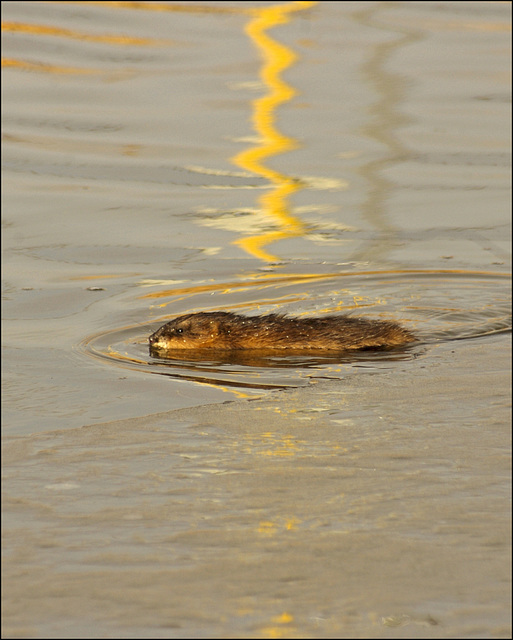 Muskrat 01 20111111