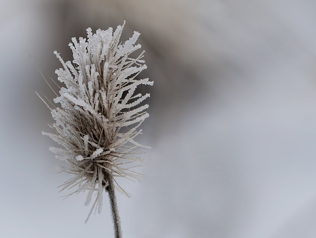 Frosted Grass