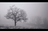 Snowy Oak in the Icy Mist (one inset image!)