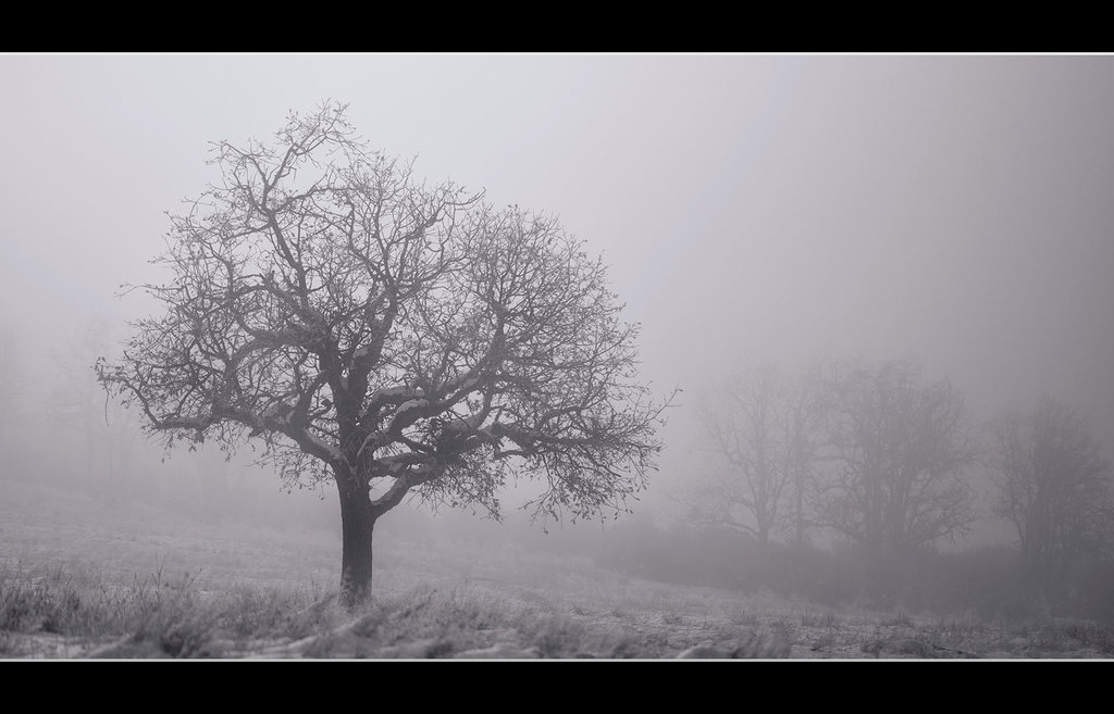 Snowy Oak in the Icy Mist (one inset image!)