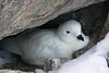 Nesting Snow Petrel