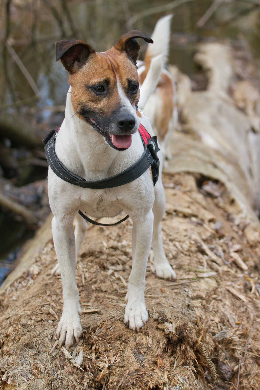 Jack Russell Rico DSC00424-1