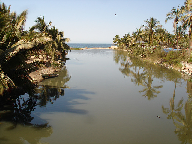 Palmiers sous-marins / Submerged palm trees.