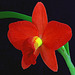 Sophrolaeliocattleya Minibeau