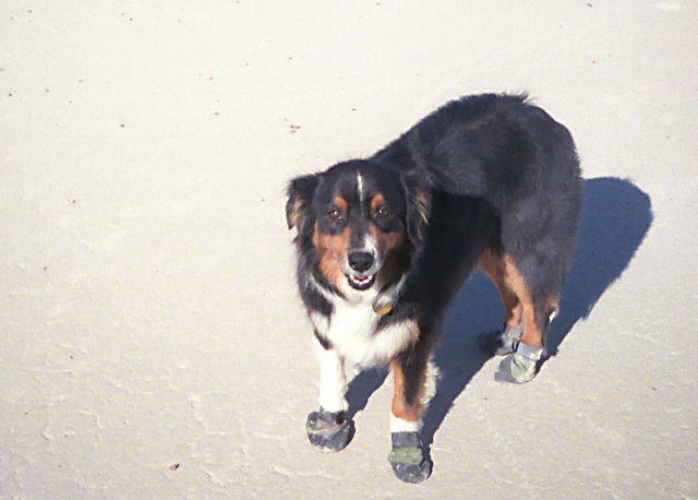 Cody in his booties