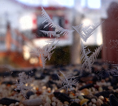 "Jack " Frost flower on my new bird feeder