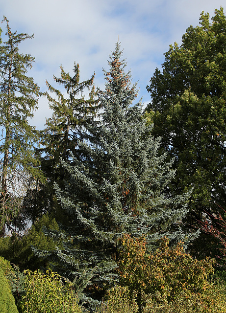 Picea pungens  glauca