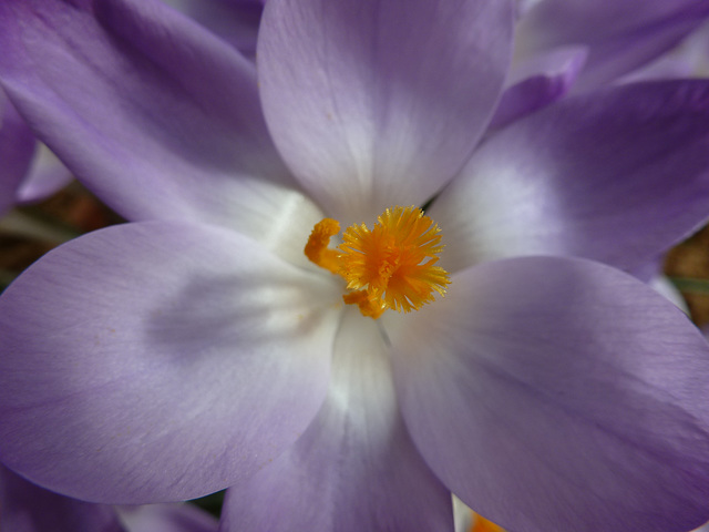 Leicester Botanic Garden