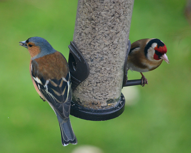 Chaffinch and Goldfinch